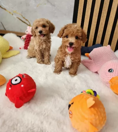 Maltipoo Yavrularimiz