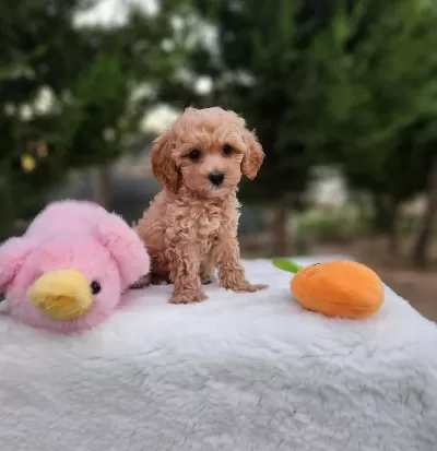 Maltipoo Yavrularimiz