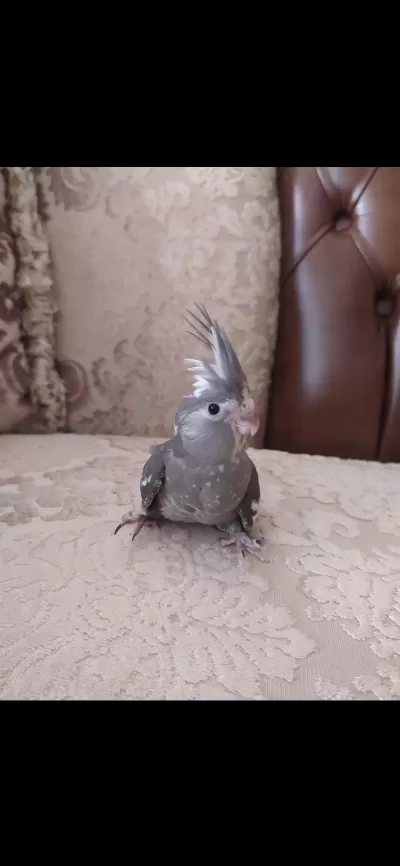 Yeni Yuvadan Çıkmış Bebek Sultan Papağanları