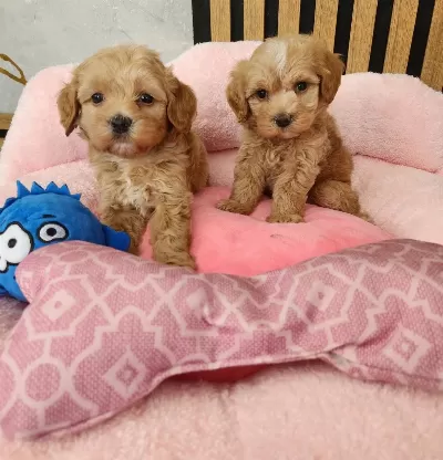 Maltipoo Yavrularimiz