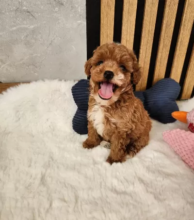 Aşili Mikroçipli Pasaportlu Maltipoo Yavrularimiz