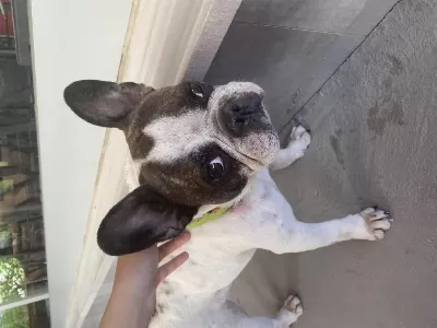 Doby Fransız Bulldog Kızıma Eş Arıyoruz