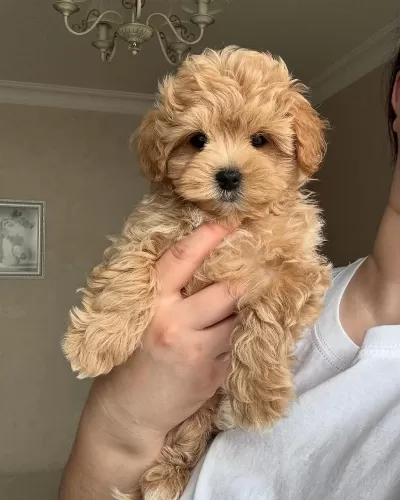 Maltipoo Yavru Köpeklerimiz