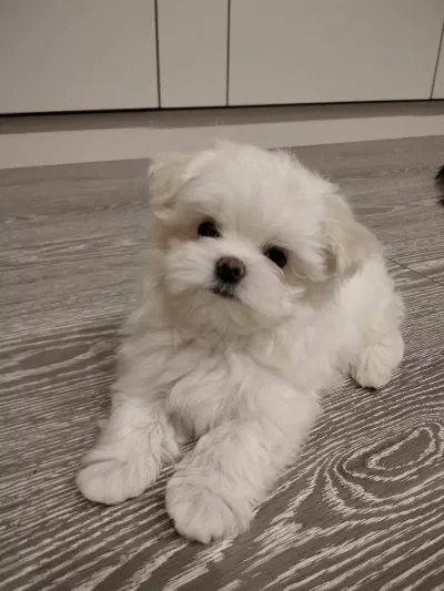 Kg Garantili Maltipoo