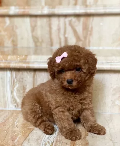 Toy Poodle Kore Kan Yavrularımız İlk Aşıları Yapıldı