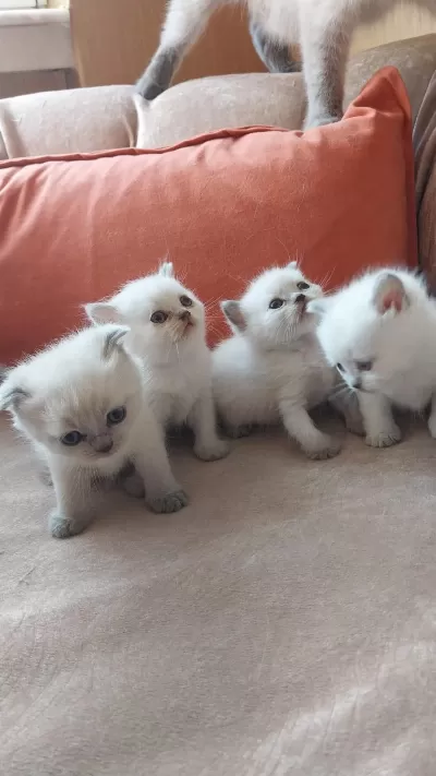 British Shorthair Yavrularım Yuvalarını Bekliyor