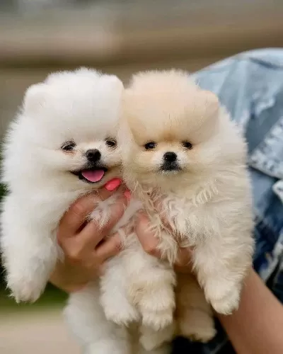 Pomeranian Üst Kalite Bebeklerimiz İçin Arayabilirsiniz