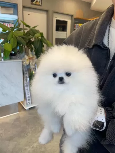Pomeranian Kar Beyaz Yavrularımız İçin Arayabilirsiniz
