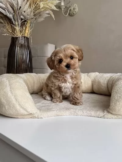 Maltipoo Yavrularımız Sıfır Boy