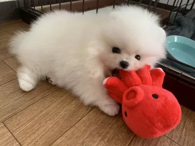 Pomeranian Kar Beyaz Yavrularımız