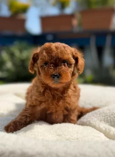 Bir Kez Görün Vazgeçemeyeceksiniz Toy Poodle
