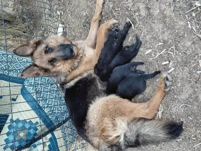 Alman Çoban Köpeği Workline