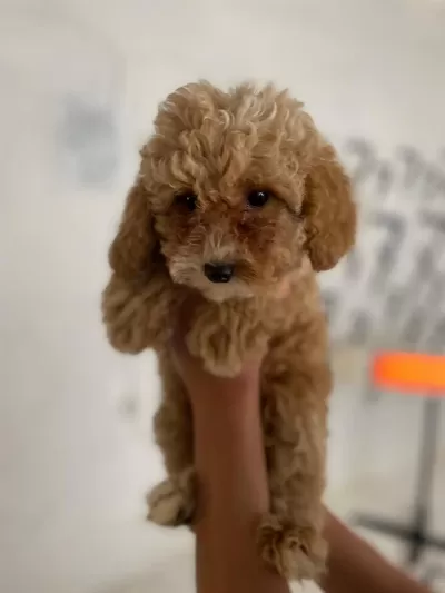 Maltipoo Minik Canlar Orijinal Ev Doğumlu