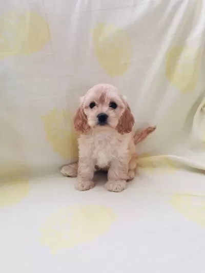 Maltipoo Yavrular Orijinal Ev Üretimi