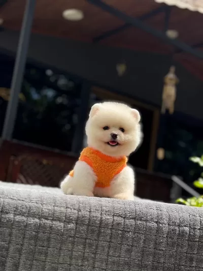 Sağlık Ve İrk Garantili Pomeranian Boo Yavru