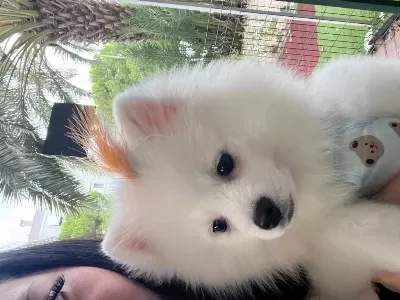 Safkan Pomeranian 22 Ocak Doğumlu Çipli Aşıları Tam