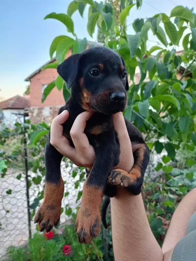 A Kalite Doberman Yavrular