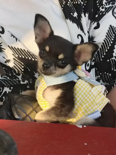 Son 1 Yavru Chihuahua