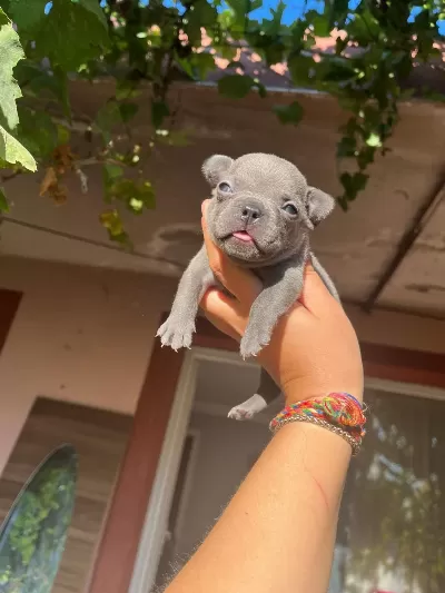French Bulldog Mavişlerimi Görmeye Ne Dersiniz
