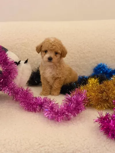 Sağlık Ve İrk Garantili Maltipoo Yavru