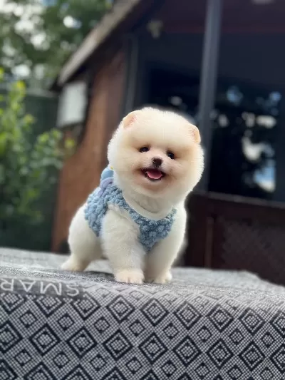 Sağlık Ve İrk Garantili Pomeranian Boo Köpeğimiz