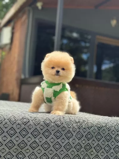 Sağlık Ve İrk Garantili Pomeranian Boo Yavru