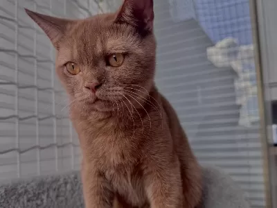 British Shorthair Cinnamon Erkek