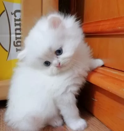 Oyuncu Harika Bebek Chinchilla