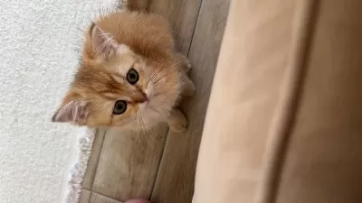 British Shorthair Golden Erkek Yavru 2,5 Aylık