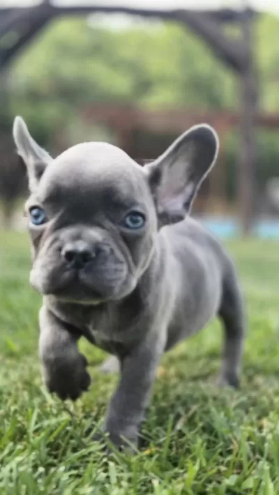 Eğitimli French Bulldog Yavrulari İstanbul