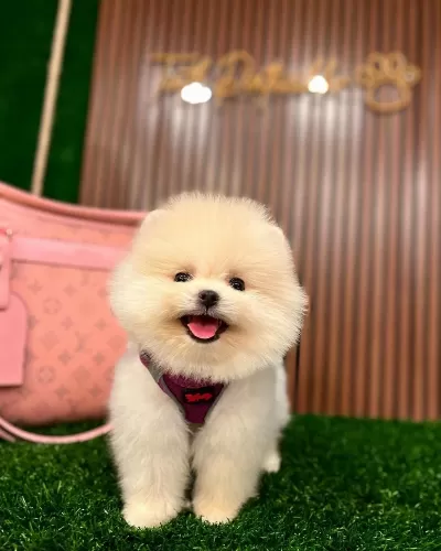 Ayı Surat Pomeranian Yavrular Korekan