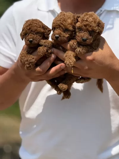 Sağlıklı Toy Poodle Bebekler