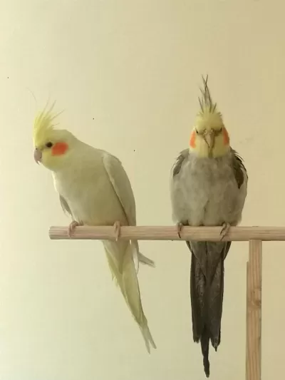 Çift Sultan Papağanlarımız