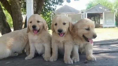 Golden Retriever Yavrulari