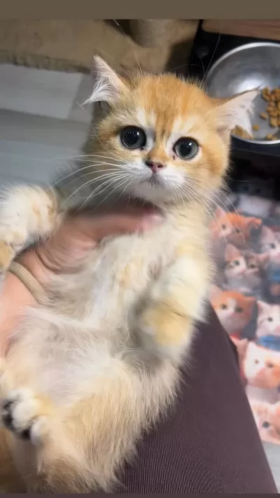 British Shorthair Golden Koca Göz Ny12