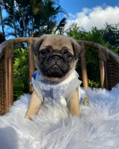 İrk Garantili Pug Yavrulari