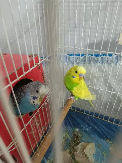 Anne Baba 1 Adet Yavru Muhabbet Kuşu