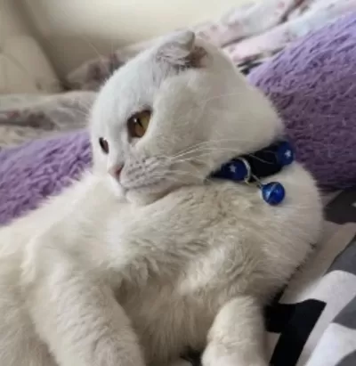 2 Yaşında Dişi Scottish Fold