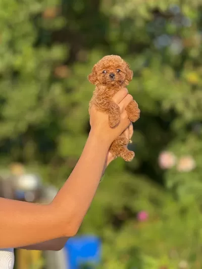 Harika Toy Poodle Bebekler