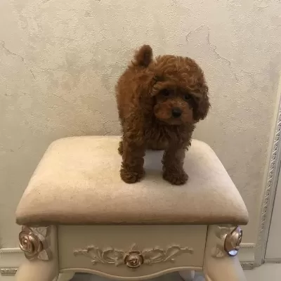 Kaliteli Toy Poodle Yavrulari
