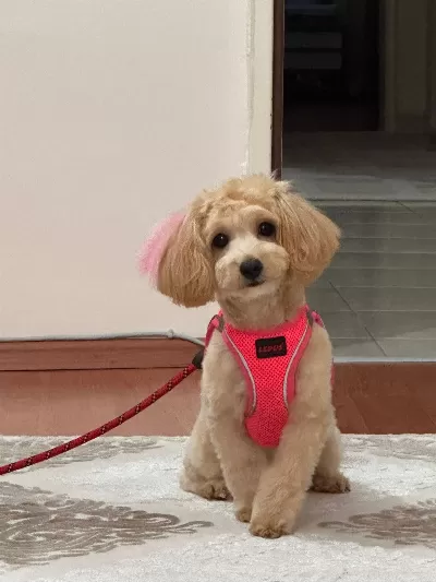 21 Aylık Dişi Maltipoo – Eğitimli, Sağlıklı, Tüm Eşyalarıyla Birlikte Sevgi dolu