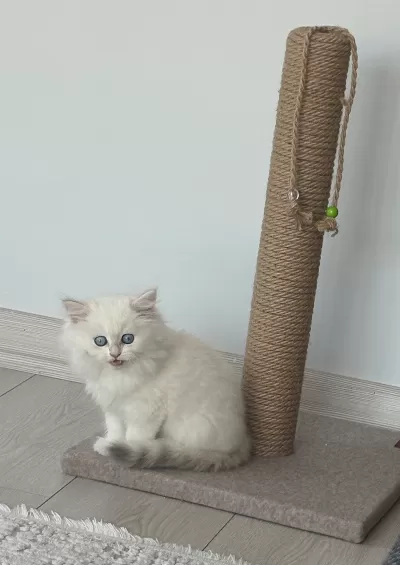 10 Bin-  Safkan British Shorthair- Erkek- 2 Aylık