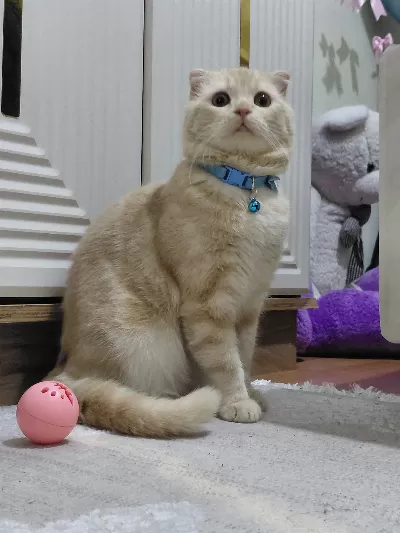 İlği manyağı  Lion 🐾