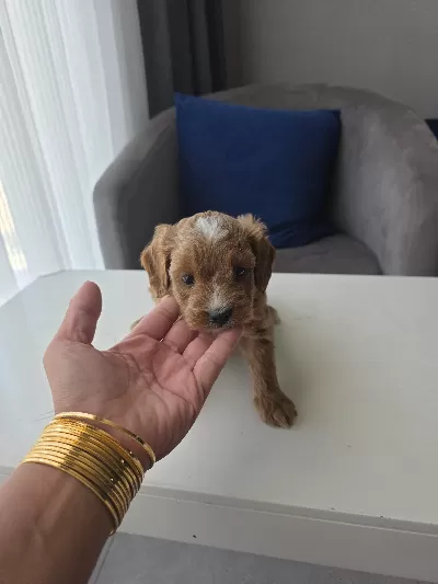 Tuvalet eğitimli minyatür minnaklarım