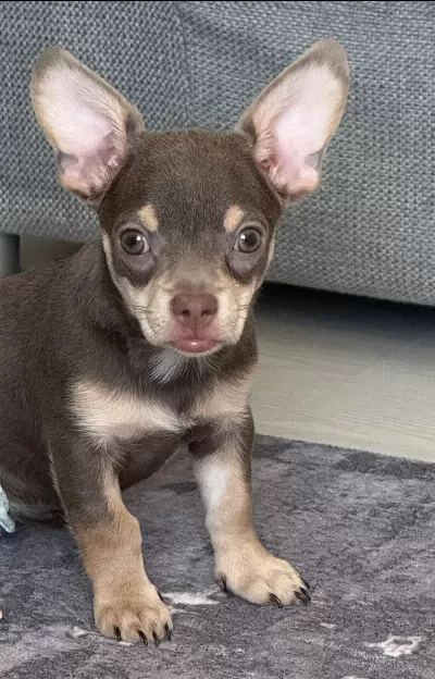 🐶 Sevgi Dolu 3 Aylık Dişi Chihuahua – Yeni Yuvasını Arıyor ❤️  3 aylık, dişi ve anne-babası safkan Chihuahua. Çok sevecen, oyuncu, neşeli ve hareketli. İnsanlarla vakit geçirmeyi çok seviyor. Çiş eğitimi var. Karma ve mantar aşıları yapıldı, iç-dış