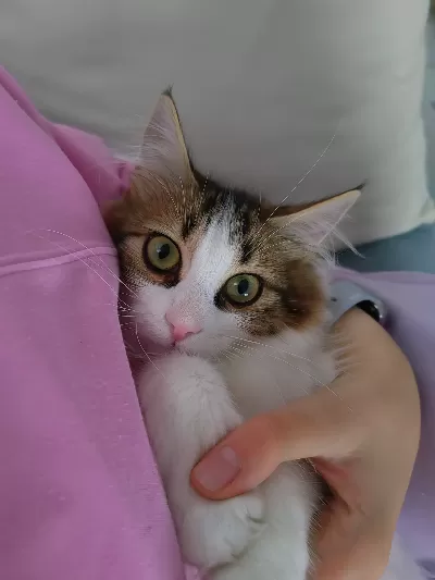 Çok sevecen ve çekingendir. İsmi mia ve oyun oynama delisidir.