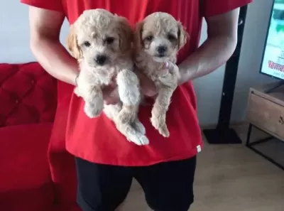 Maltipoo bebeklerimiz ev doğumu