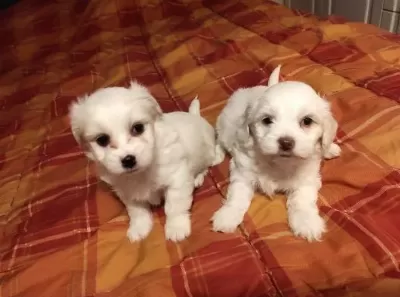 Evinizin neşesi maltipoo bebeklerimiz