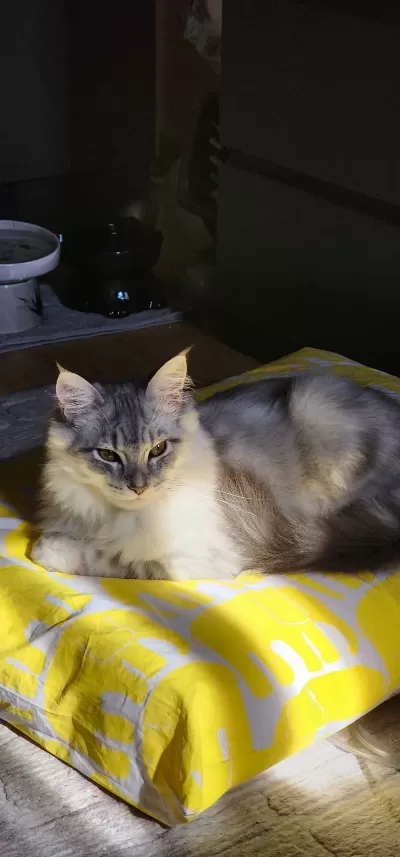 Sevimli ve özel Sağlıklı ırk yavrularımiz  🐾