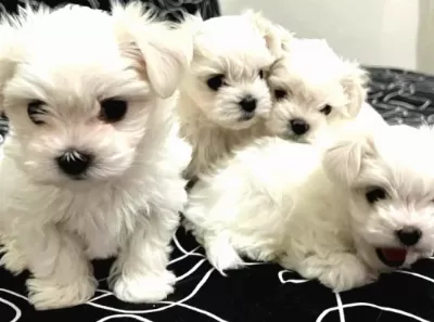 0 numara maltese bebeklerimiz